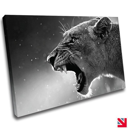 Lioness roar animal lion big - lioness,