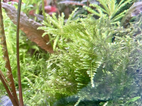 Weaping willow moss tropical - weaping,