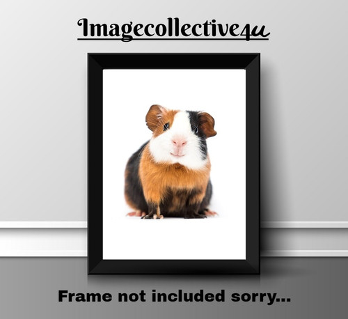 Guinea pig print - a4, picture