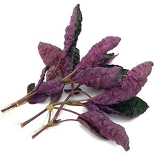 Hemigraphis Colorata (3x) Live Aquarium Plants Tropical Fish  Snail Free K2AQUA