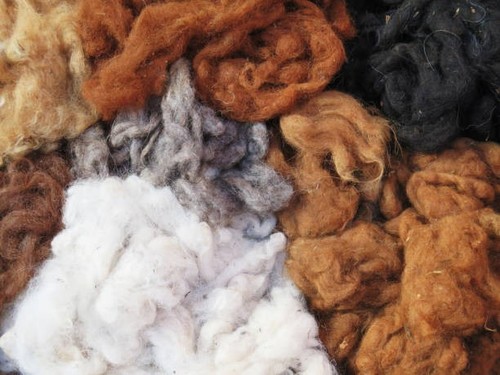 Alpaca wool fibre fleece bird - fleece,
