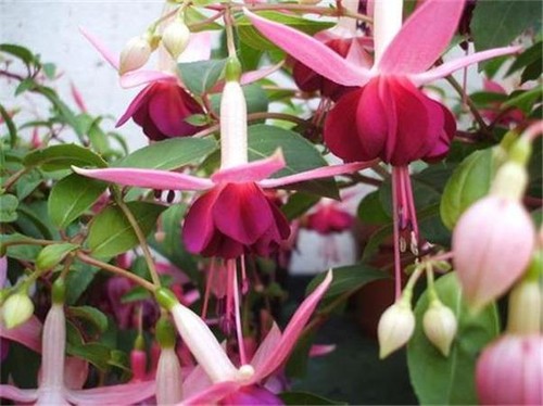 Fuchsia paula jane - paula, in