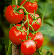 4X Tomato Plug Plants Super