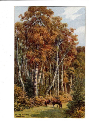 Quinton new forest silver - quinton,