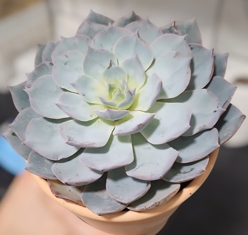 Echeveria succulent baby - echeveria,