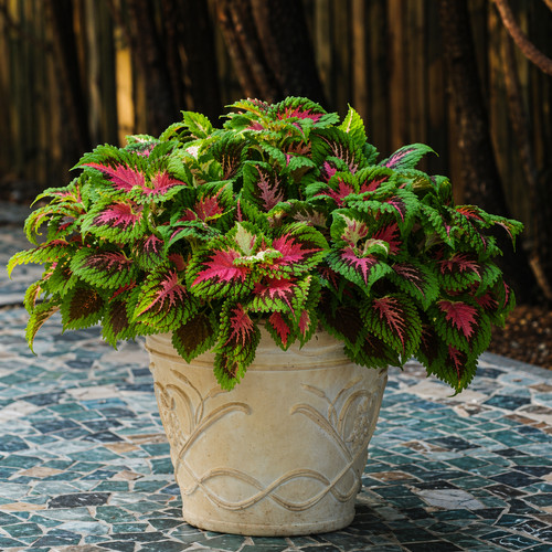 Kong salmon pink coleus 1x - kong,