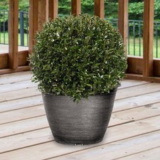 Pair of Japanese Holly 'Ilex