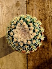 Echinocactus Grusonii