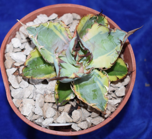 Rare variegated agave titanota - rare,