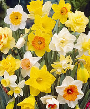 100 Sunshine Mix Daffodil