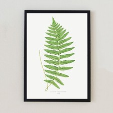 Vintage Fern Botanical Plant