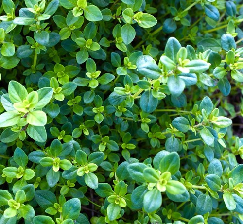 Green creeping thyme - thyme, trailing