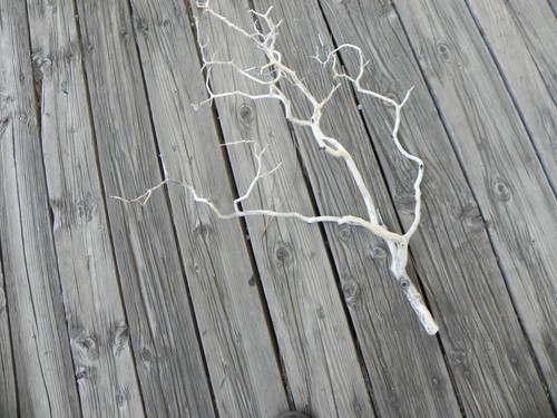 Twisty natural manzanita - ,