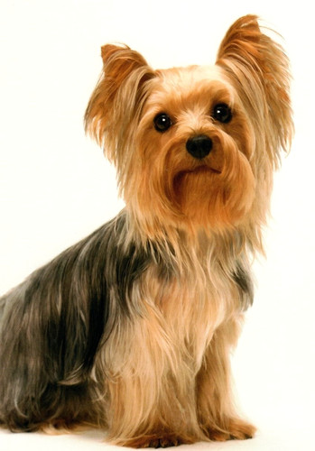 Yorkie yorkshire terrier - yorkshire,