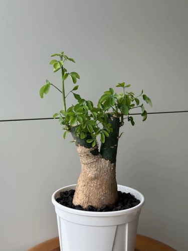 8cm rare live house plant - live,