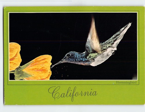 Postcard hummingbird - postcard,