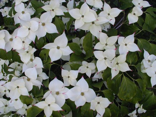 Cornus kousa chinensis 9cm - chinensis,