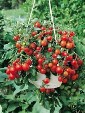 Tomato Tumbling Tom Red 12 Seeds, Prolific, Fab for Hanging Baskets & Patio Pots