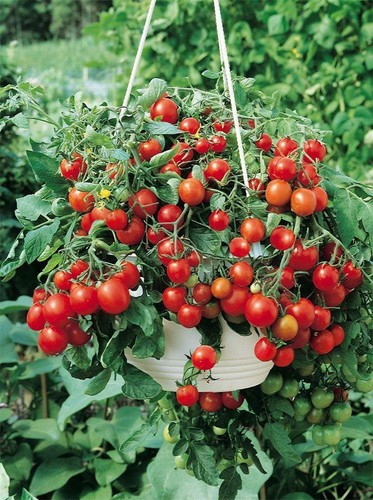 Tomato tumbling tom red - tumbling, 12