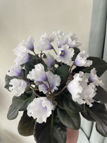 African violets one - one, freshly