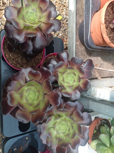 Large aeonium velours - aeonium,