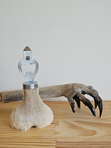 Vintage australian kangaroo - vintage,
