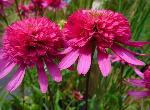 Rare echinacea guava - echinacea,