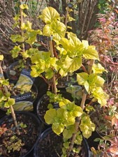 Lg CLIMBING Golden HYDRANGEA