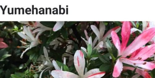 Beautiful flowering satsuki - flowering,
