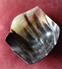 Real Bison Horn Decrative Bowl By Ilva Home Collection 