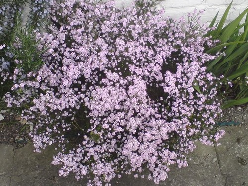 Diosma pink fountain - diosma,