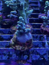 EC Turquoise Thunder