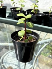 Portulacaria Afra / Dwarf Jade