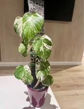 Monstera Albo Well Established