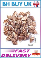 40g aquarium snail shells - aquarium,