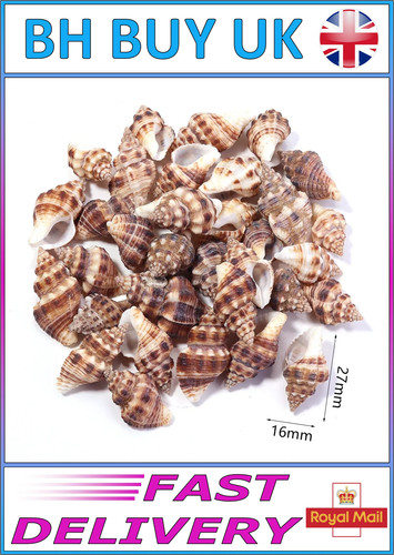 40g aquarium snail shells - aquarium,