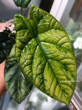 Alocasia Sinuata Mint