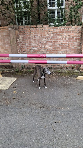 Equestrian horse jump pole - equestrian,