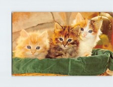 Postcard 3 Kittens in the