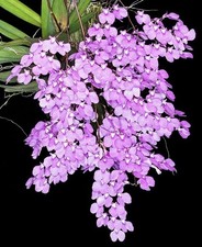 Ionopsis Utricularioides