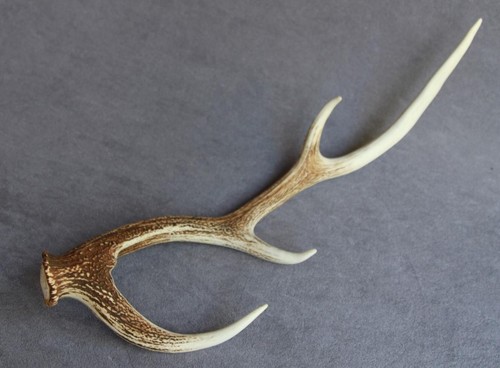 Sika deer antler naturally - sika,