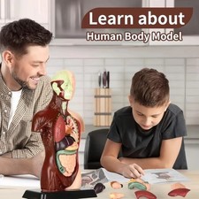 Anatomical Model Human Torso