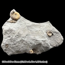 Asteroceras Calcite Ammonite