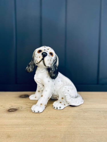 English setter dog harvey knox - harvey,