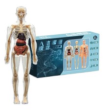 Human Body Model For Kids 3D Human Body Bone Interactive Science Kit Brand New