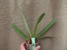 Paphiopedilum parishii x