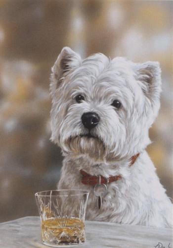 West highland terrier - highland, westie