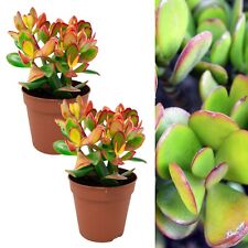 2 x Crassula Ovata - Money Penny Plant in 12cm Pots