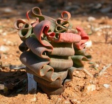 TRACHYANDRA TORTILIS - rare unusual S AFRICA bulb - WHITE FLWRS twisted leaves