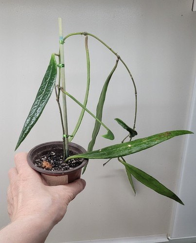 Hoya sulawesiana plant - hoya,